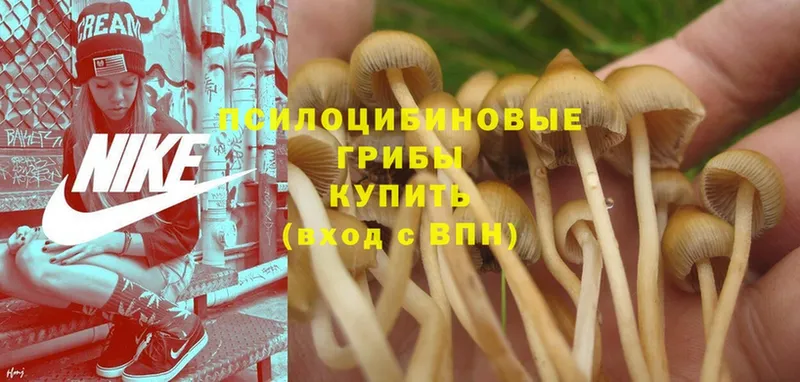 Псилоцибиновые грибы Cubensis  Томск 